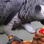 Keeping Track of the Menu African Grey Parrot Diet Food