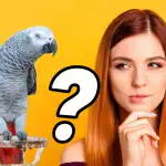 Sexual Differences in African Grey Parrots
