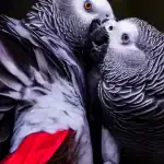 which is better male or female african grey parrot