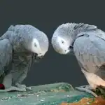 How Do We Take Care of an African Parrot Greys Health?