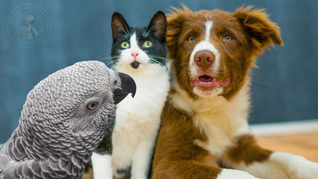 African Grey Parrot with a Cat and Dog