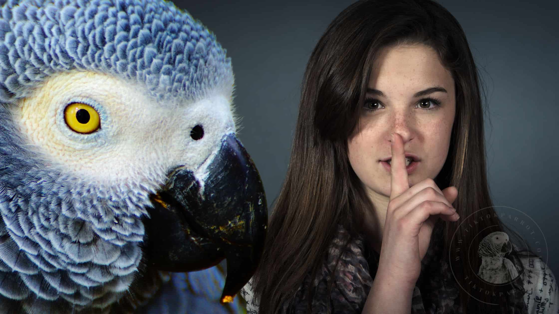 African Grey Parrots’ Intelligence