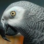 African Grey Mutations