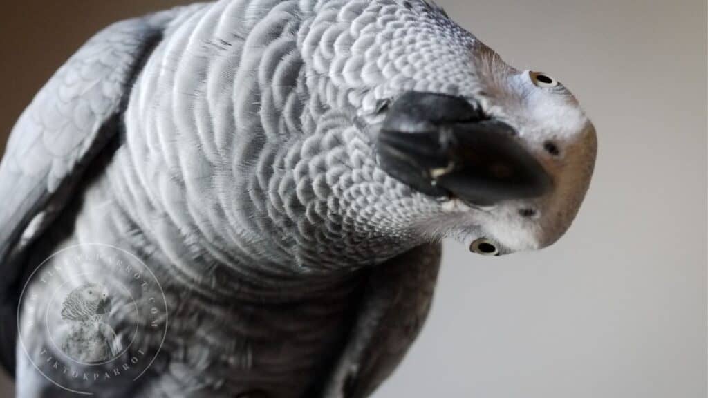 african grey parrot Care 