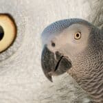African Grey Parrot Eyes Shape