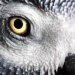 African Grey Parrot Sixth Sense