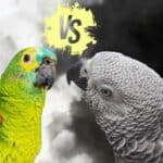 African Grey Parrot vs Amazon Parrot