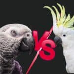 Cockatoo vs. African Grey Which Feathered Friend is Right for You