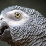 Do African grey parrots have good eyesight