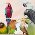 Talk Birdy to Me Find Your Perfect Parrot Match