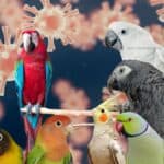Understanding Chlamydia psittaci Psittacosis In Pet Birds