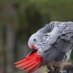 African Greys Preening