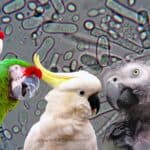 E. coli in birds