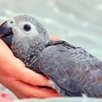 How to take care of a baby African grey parrot