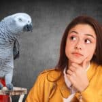 Do African Grey Parrots Get Impatient