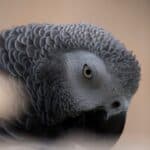 Mental Health and the African Grey Parrot