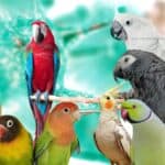 Salmonella in Birds