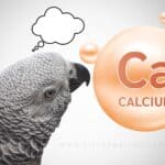 The Importance of Calcium in Our African Greys Diets