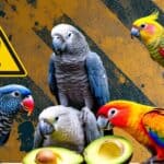 What To Do If Your Parrot Eats Avocado