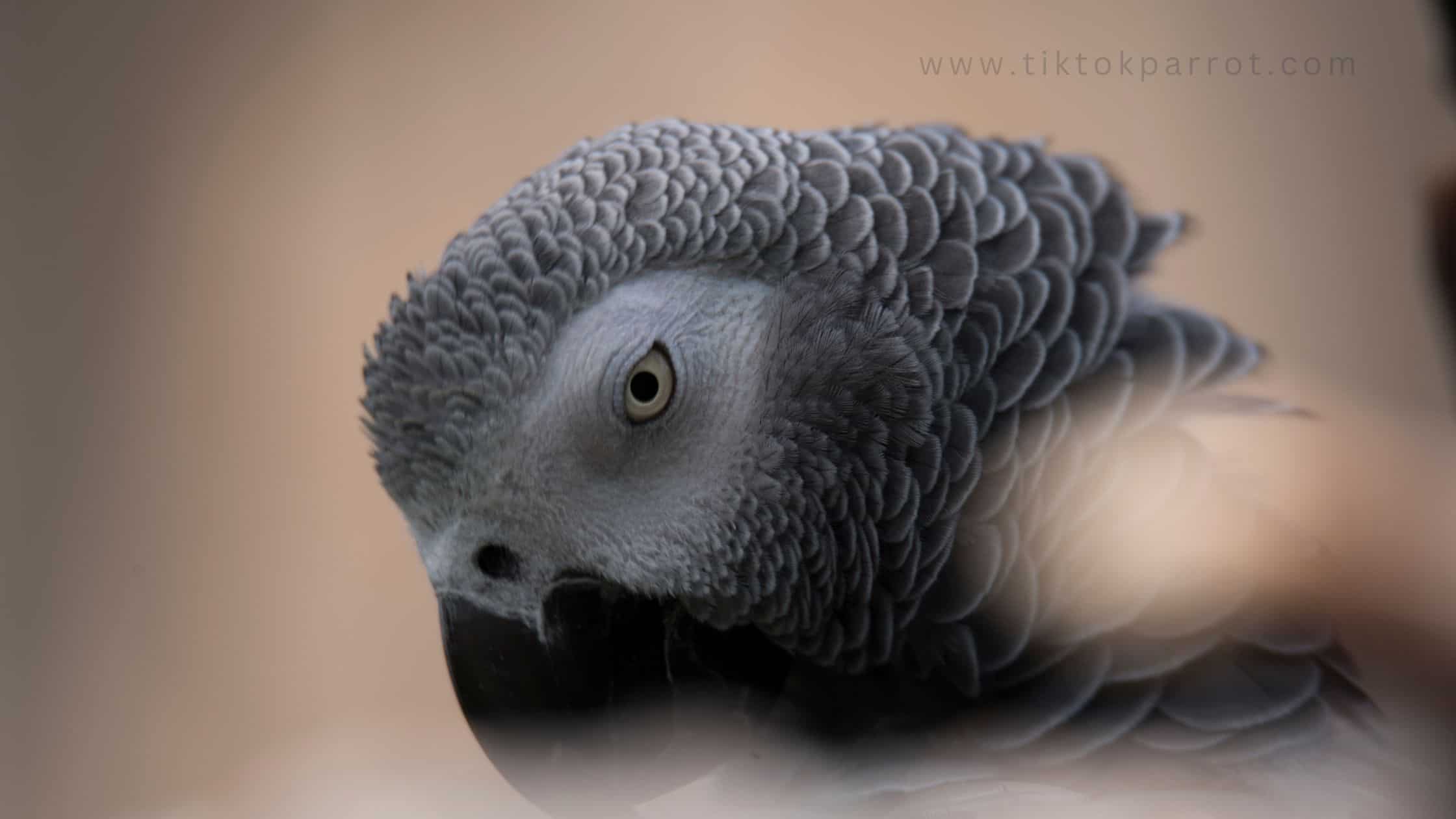 African grey parrot (Tiktokparrot)