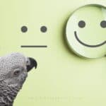 The Emotional Capacity of African Greys