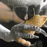 The Role of African Grey Parrot Feet Dexterity Climbing and Health Care