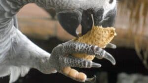 The Role of African Grey Parrot Feet Dexterity Climbing and Health Care