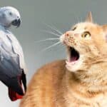 12 Vet Verified Fun Facts About African Grey Parrots You Didnt Know Prepare to Be Amazed