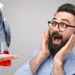 African grey Feeding