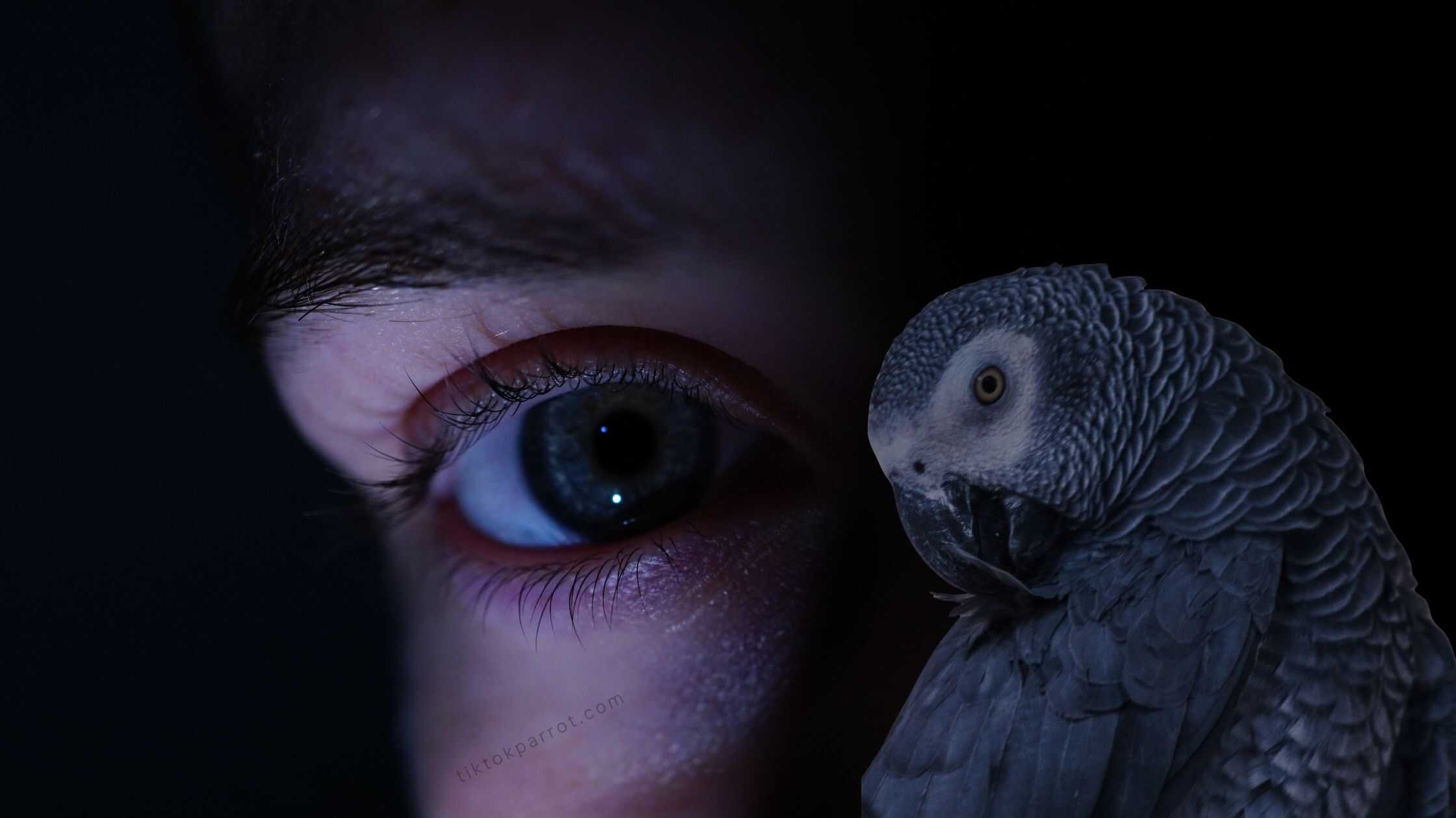 A Brief Introduction to the African Grey Parrot