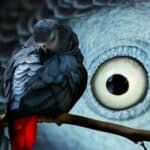 Behavior and Cognitive Abilities