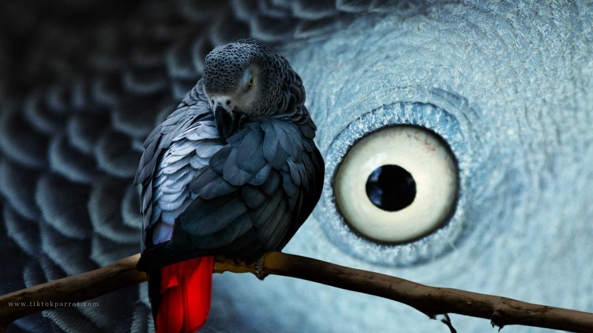 Behavior and Cognitive Abilities