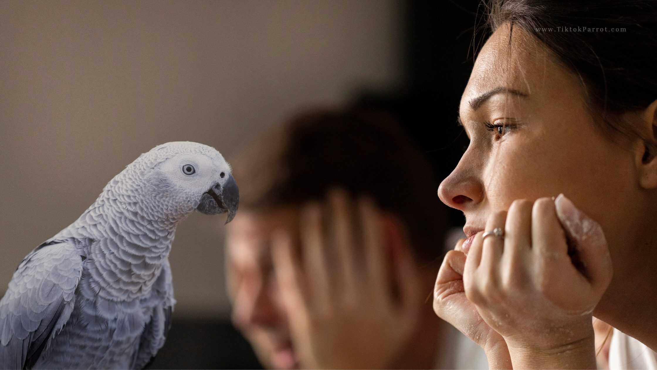 African Grey owner monitoring seizure recovery safely