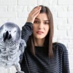 What is Parrot Diarrhea?