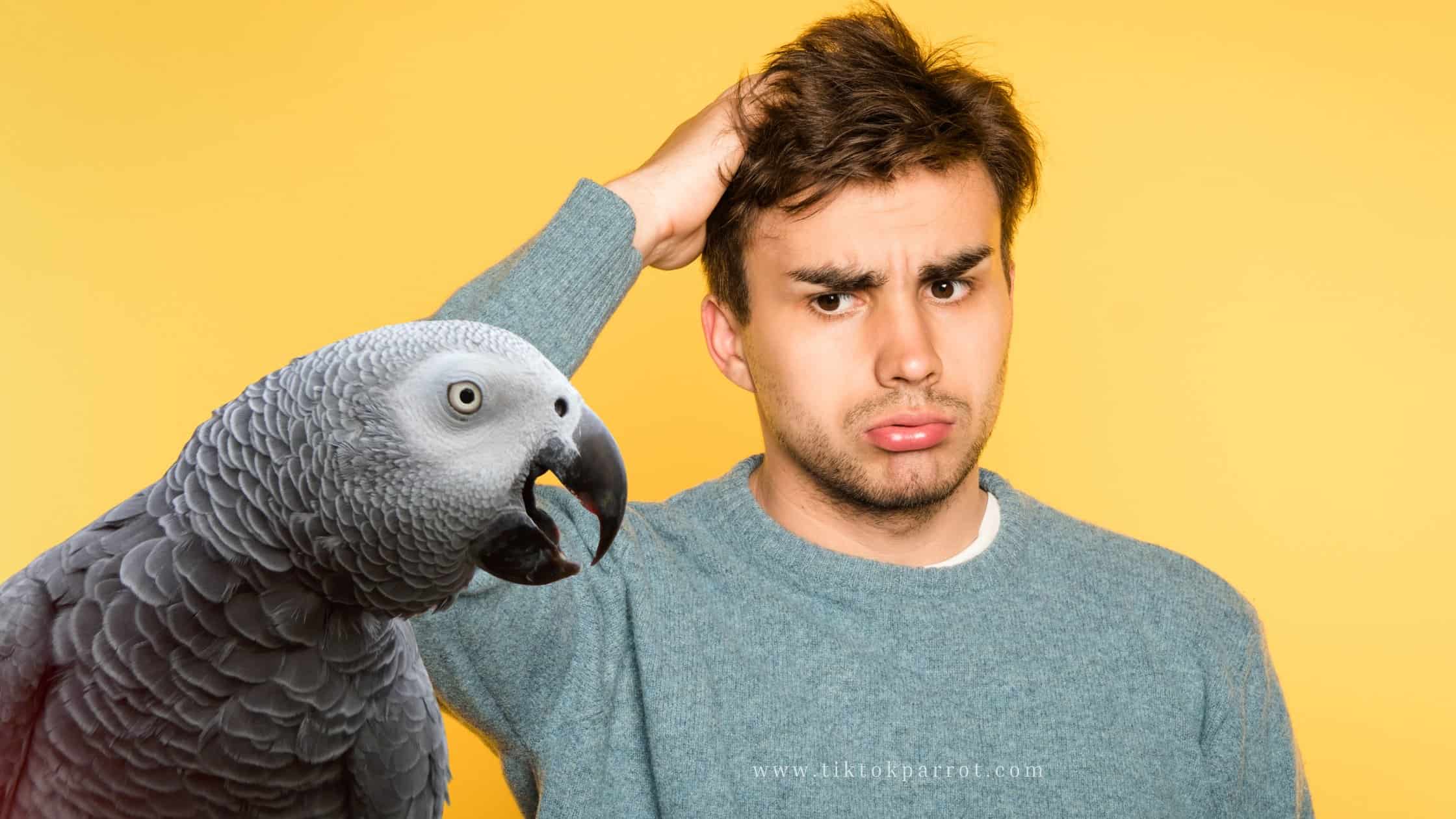 How Hard Can an African Grey Parrot Bite?