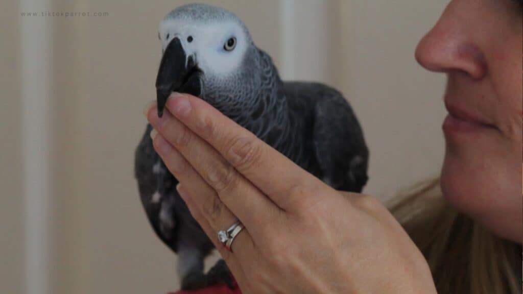 Looking Ahead: Quality of Life for Your Senior African Grey