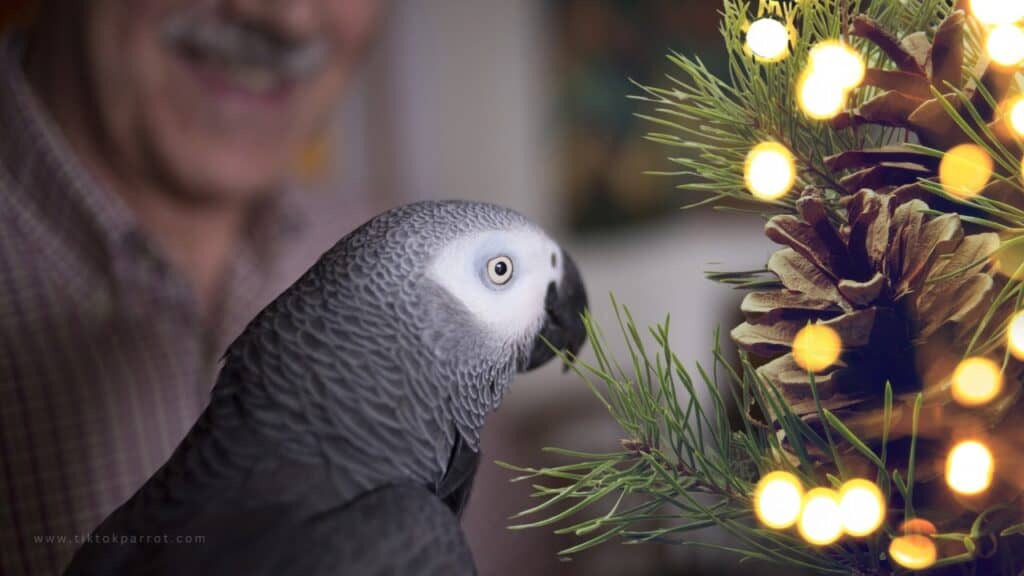 toxic house plants for parrots and birds
