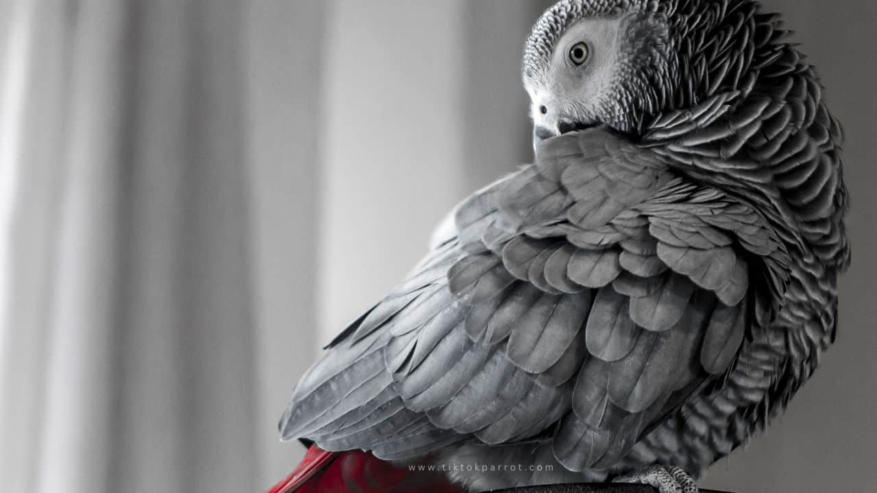 African Grey parrot showing early health warning signs