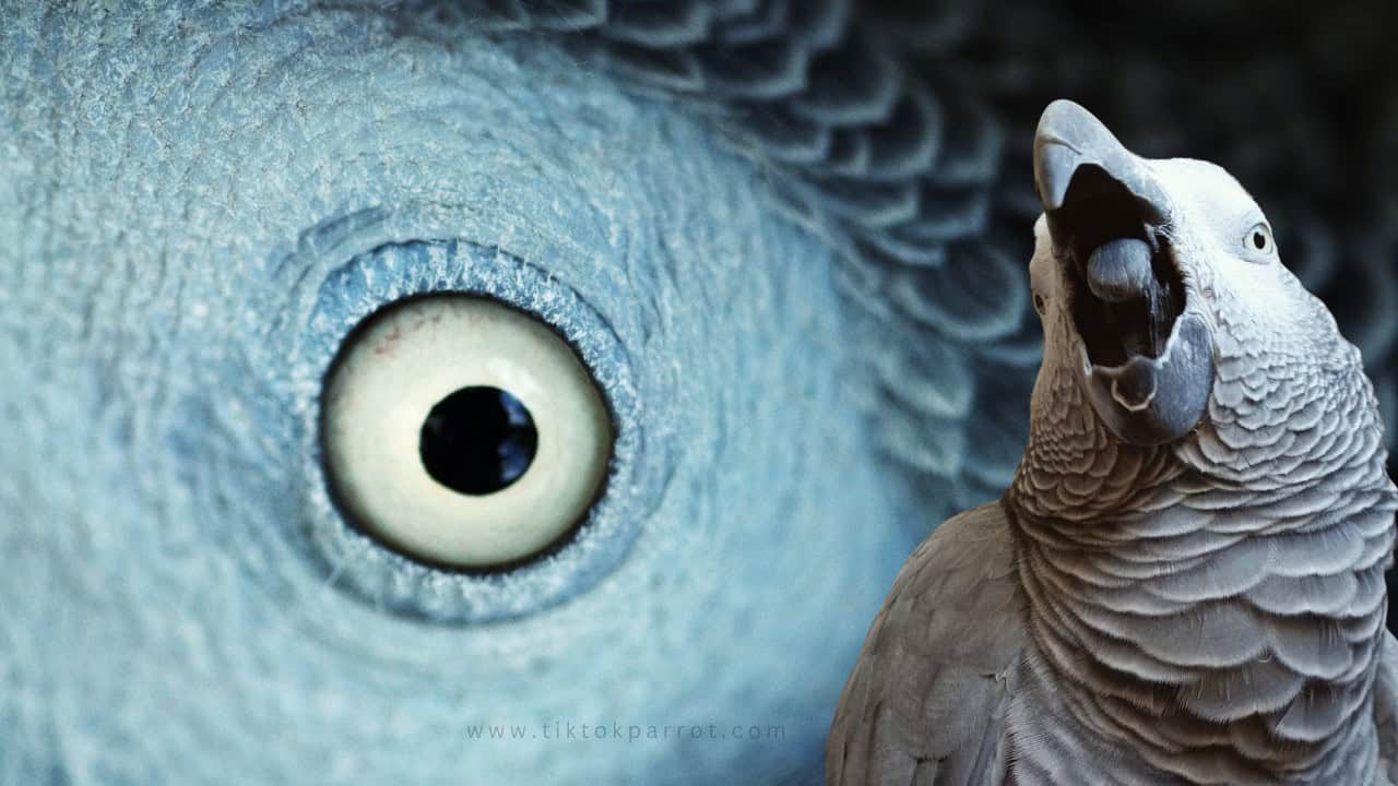 Taxonomy and Physical Characteristics of African grey parrot