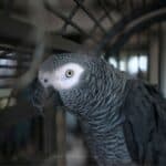 African Grey parrot setup in spacious cage