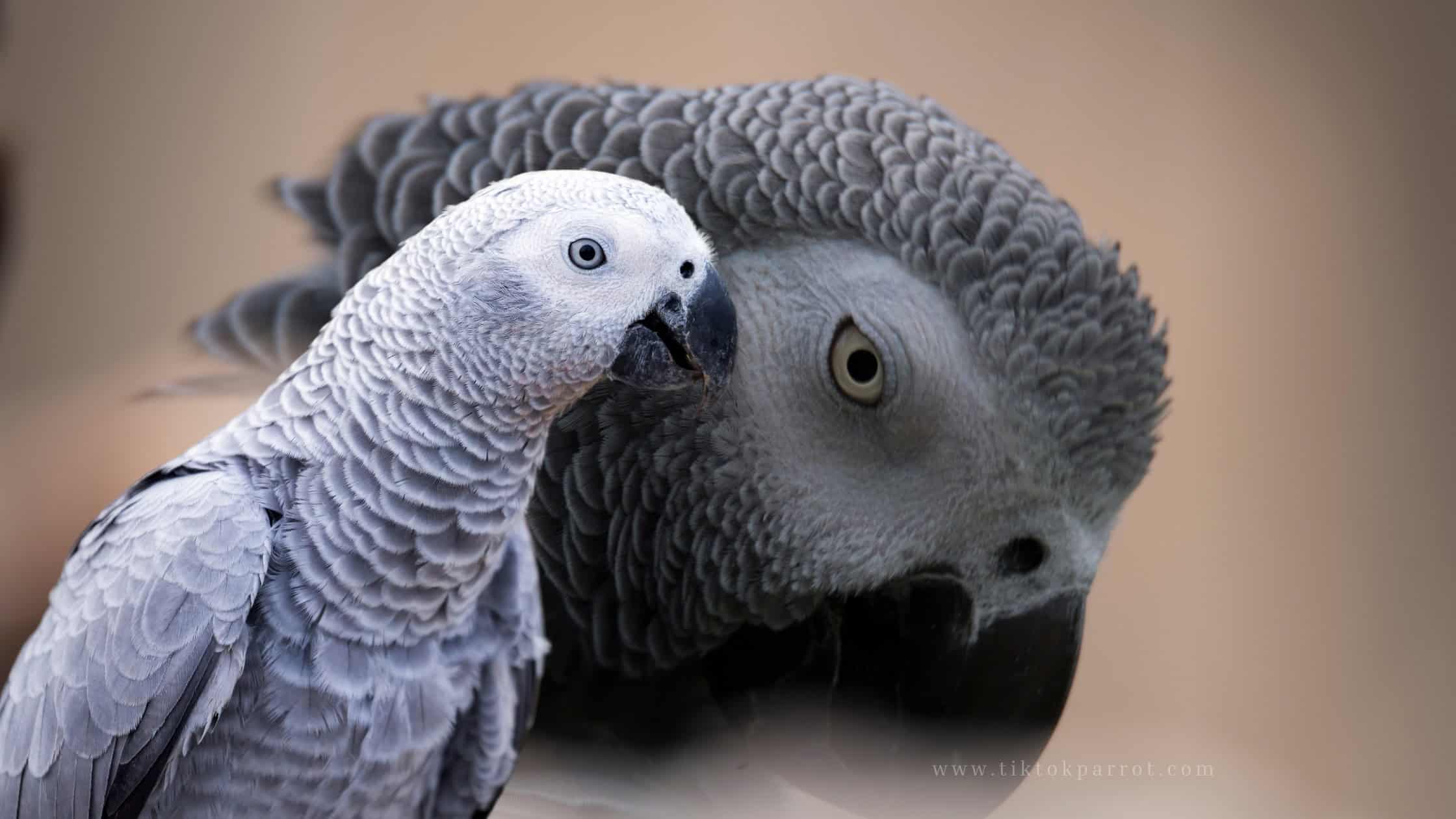 African Grey Parrot Personalities Are They Introverts or Extroverts