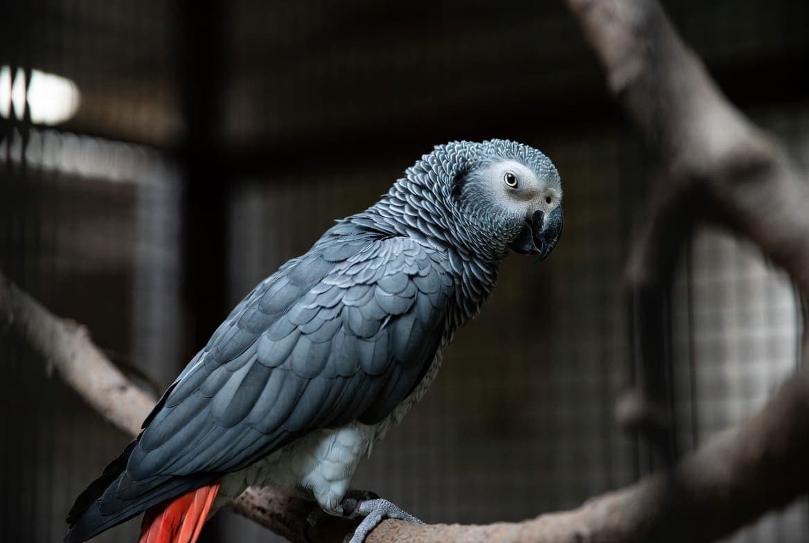 Blue African Grey Parrot showcasing vibrant feathers and intelligent expression.