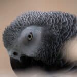 Close-up of an African Grey Parrot showing detailed feathers and intelligent eyes.