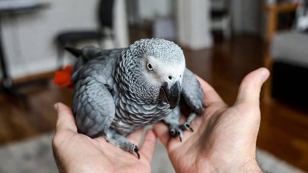 Understanding Why African Greys Are Prone to Specific Health Issues