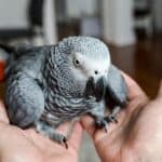 How to Stop Feather Plucking: A Practical Step-by-Step Approach