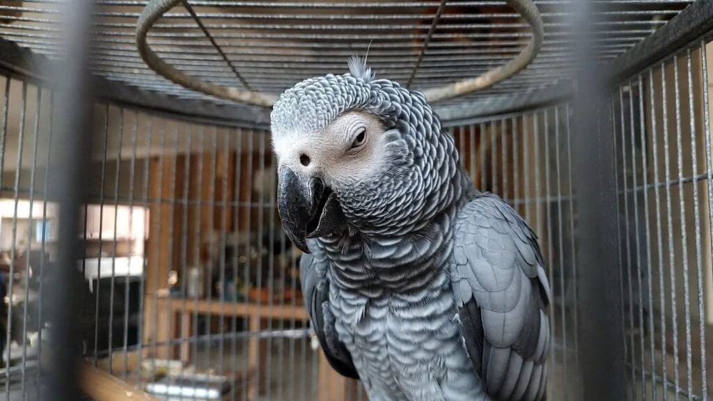 Nutrition for Your Aging African Grey: Diet Matters More Than Ever