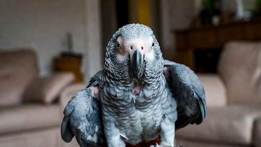Managing Common Health Issues in Senior African Greys