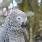 A bird's eye view of a senior African Grey Parrot with detailed grey feathers and bright eyes.