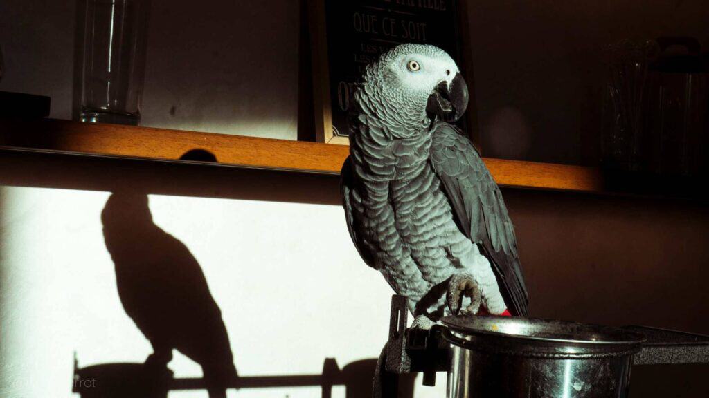 Bright African Grey Parrot perched on a stand with a shadow cast on the wall behind.