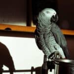 Bright African Grey Parrot perched on a stand with a shadow cast on the wall behind.